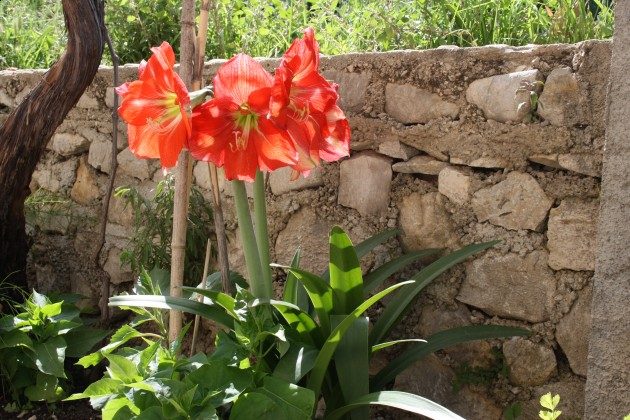 Blumenbeet vor der Terrasse - Objekt 192577-1