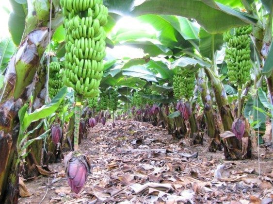 TF 177919-9 Anbau von Bananen